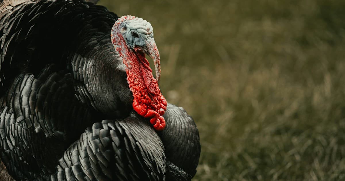 black turkey on green grass during daytime